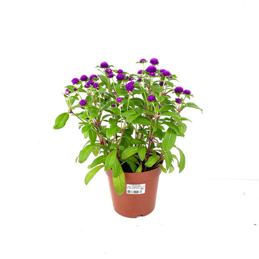 Bachelor's Button (Cornflower)