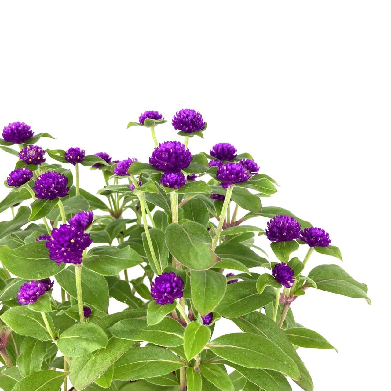 Bachelor's Button (Cornflower)