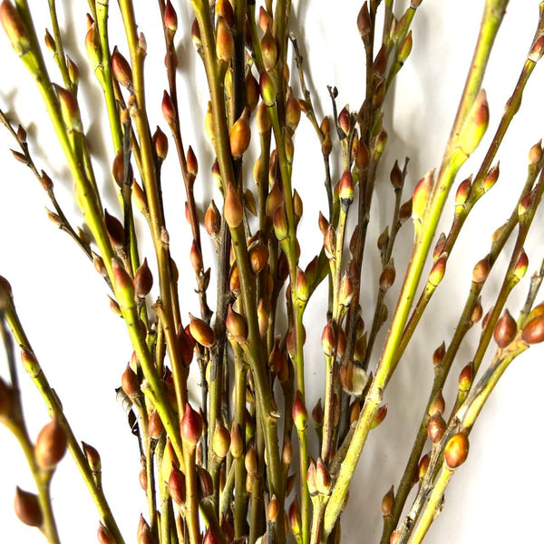 Pussy Willow 4-8ft (branches)