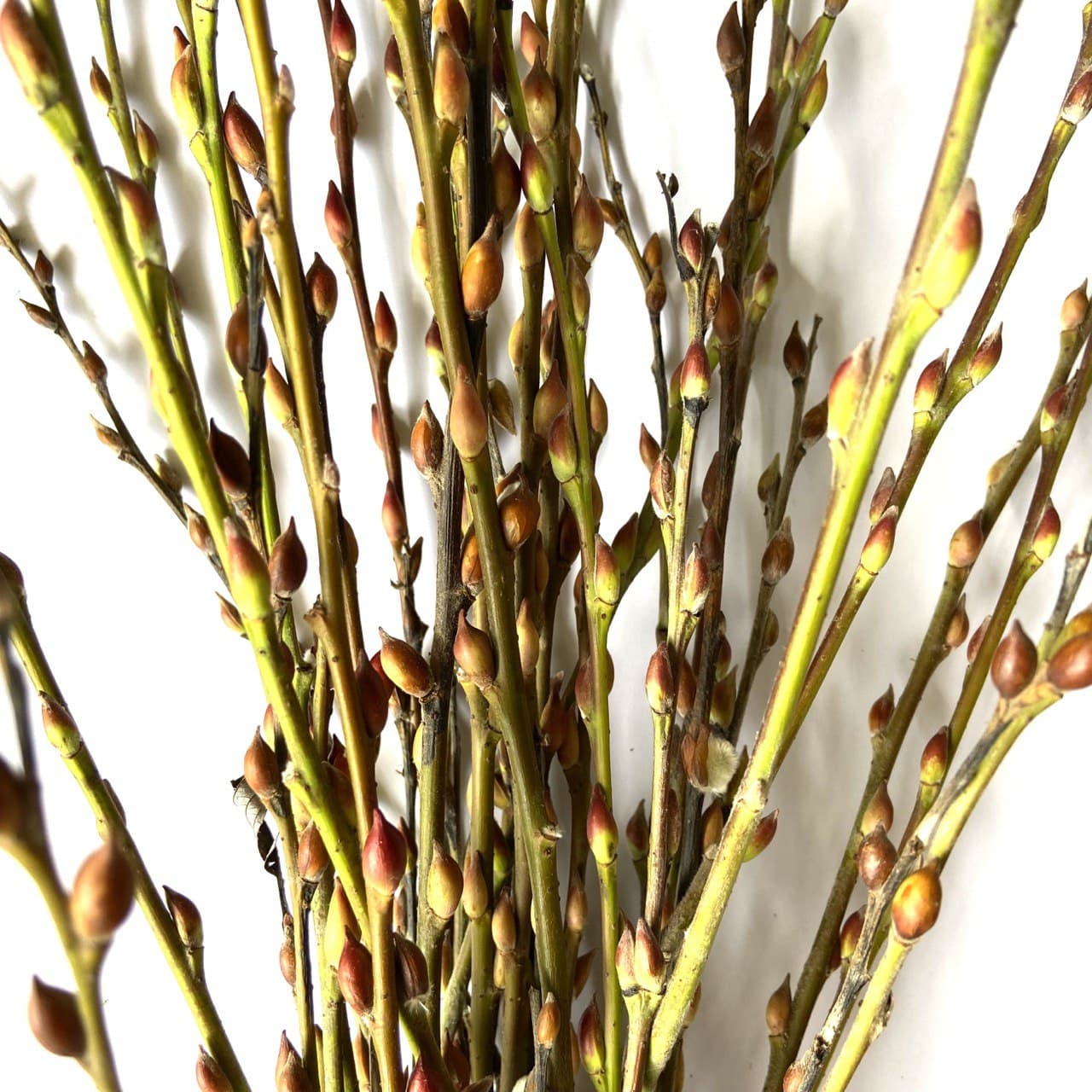 CNY Pussy Willow (branches)