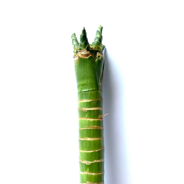 Dragon Bamboo (1 Stalk)