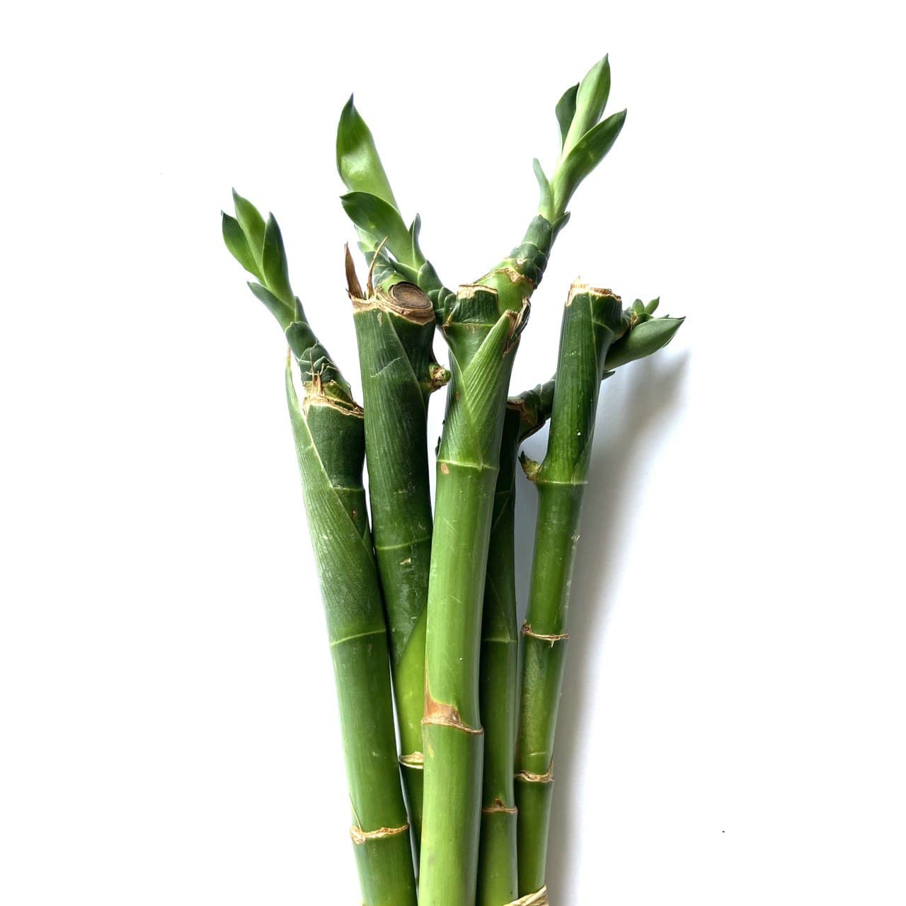 cny bamboos