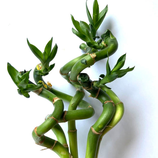 Curly Bamboo (5 Stalks)