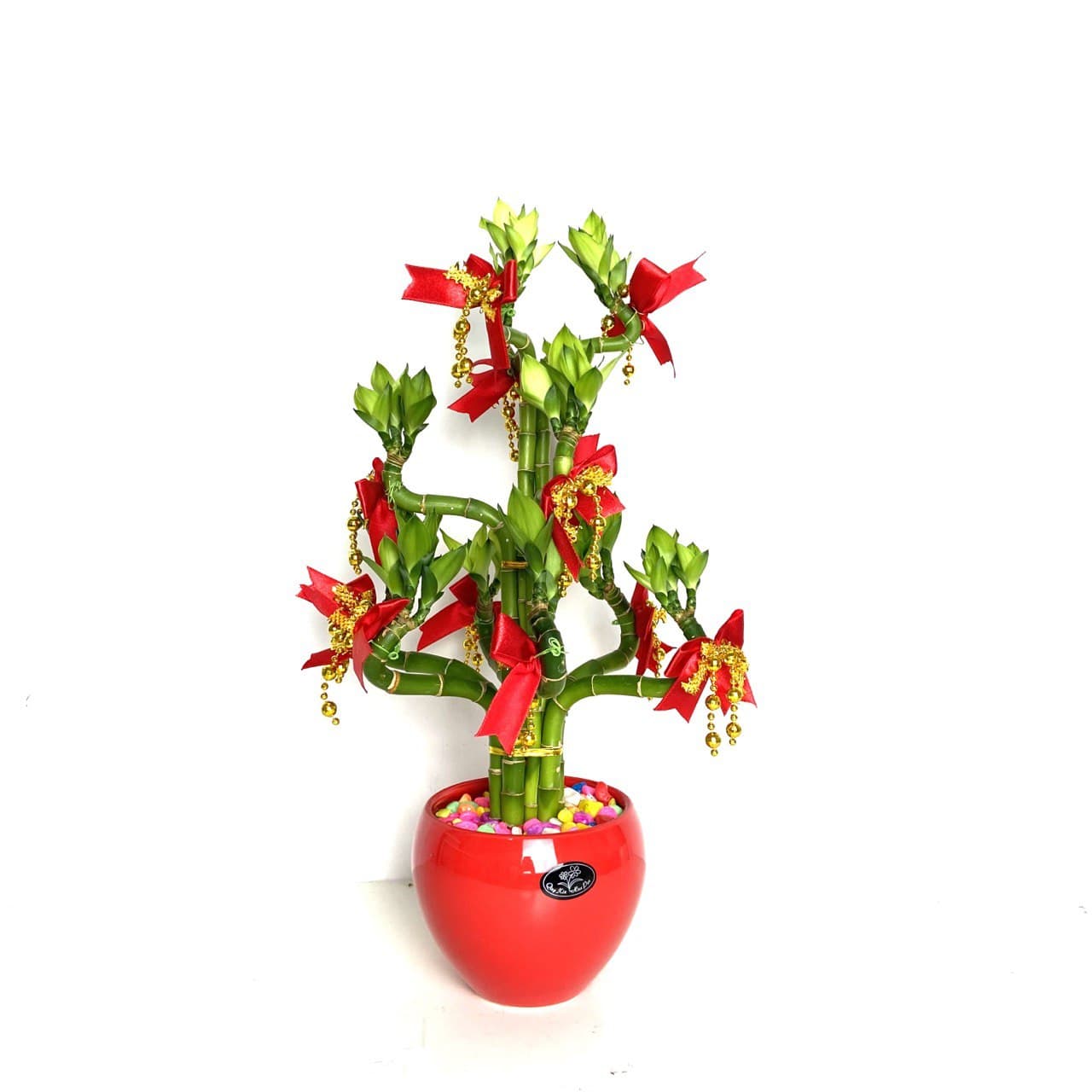 lucky bamboo lunar new year CNY Lucky Bamboo potted (Red Pot) – Lifestyle@SingSeeSoon By Kava Experiences