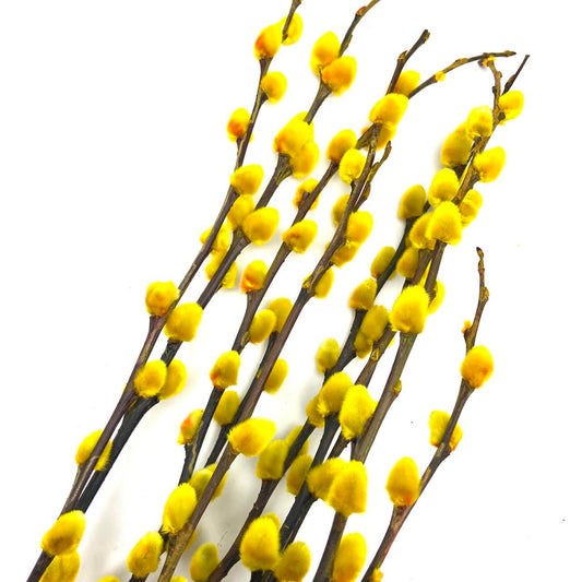 Coloured Pussy Willow (6 ft)