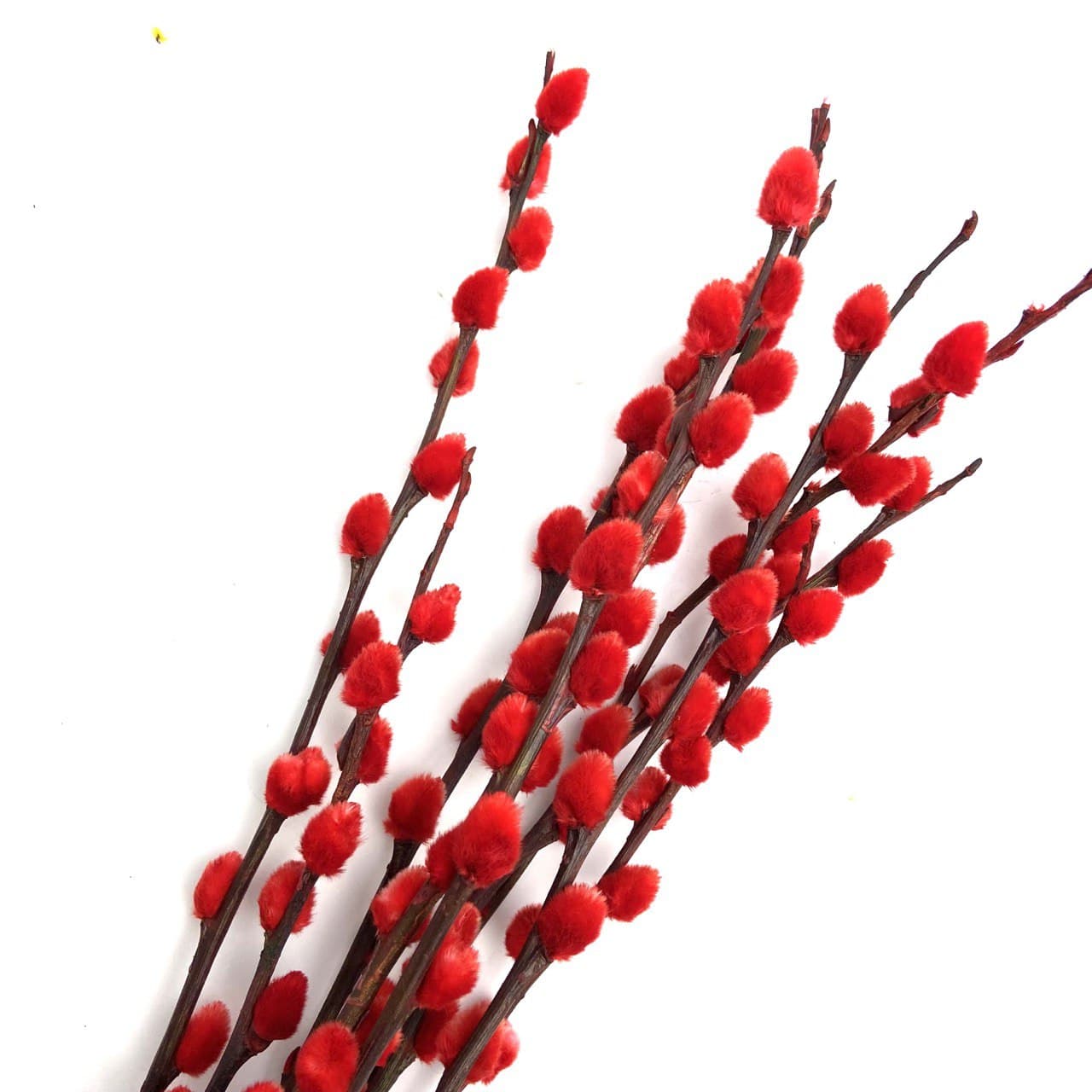 Coloured Pussy Willow (6 ft)