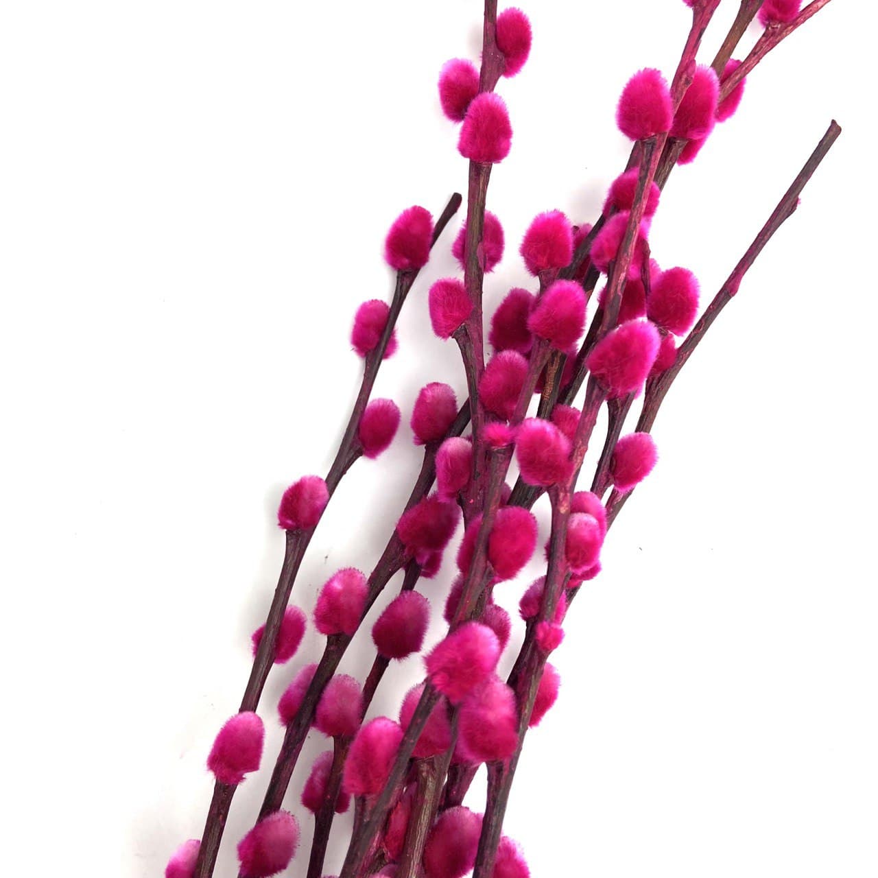 Coloured Pussy Willow (6 ft)