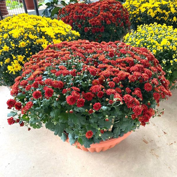 CNY Mixed-colour Chrysanthemum Bowl (L) $48