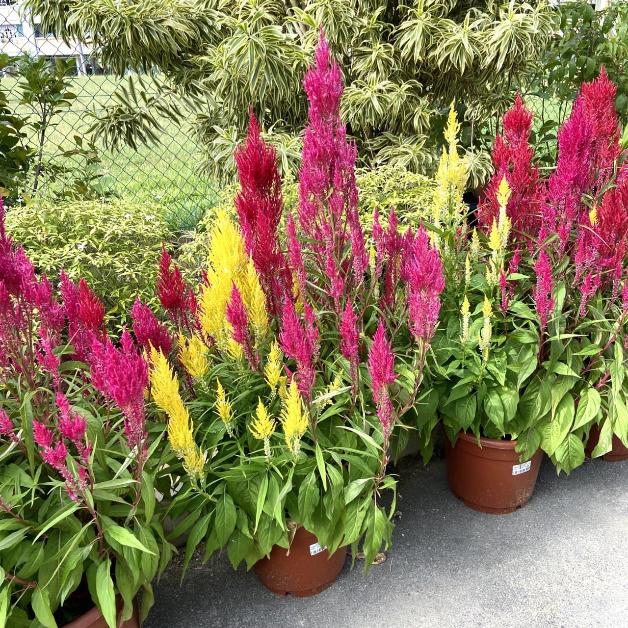 Celosia - 3in1 (No.3 Pot)