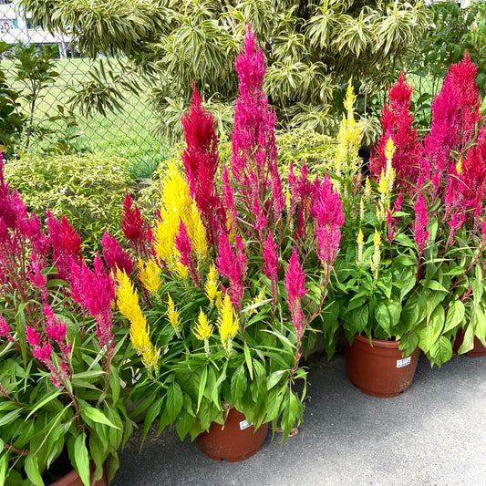 Celosia - 3in1 (No.3 Pot)