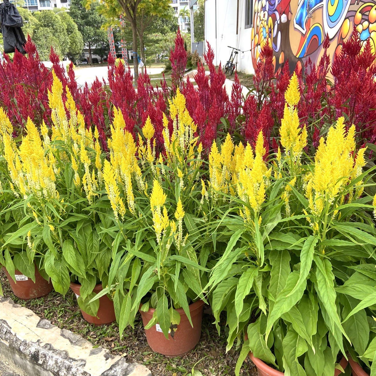 CNY Celosia - Single (Pink/Yellow) $18