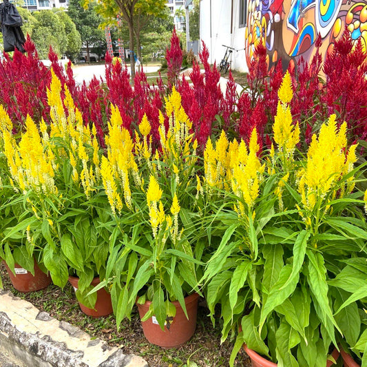 CNY Celosia - Single (Pink/Yellow) $18