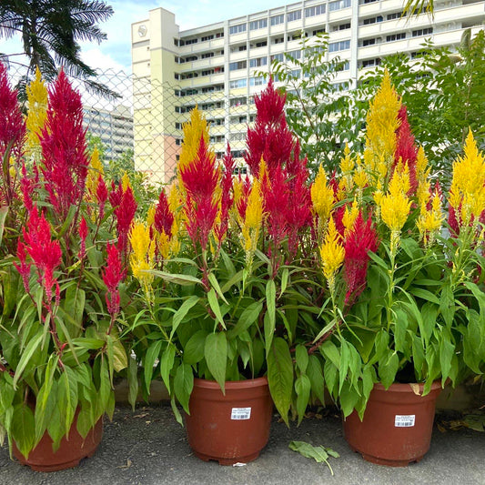 CNY Celosia - Double $30