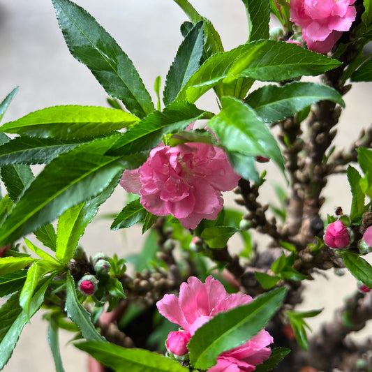 CNY Peach Blossom