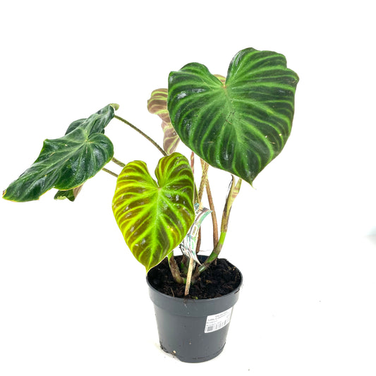 Philodendron verrucosum $20