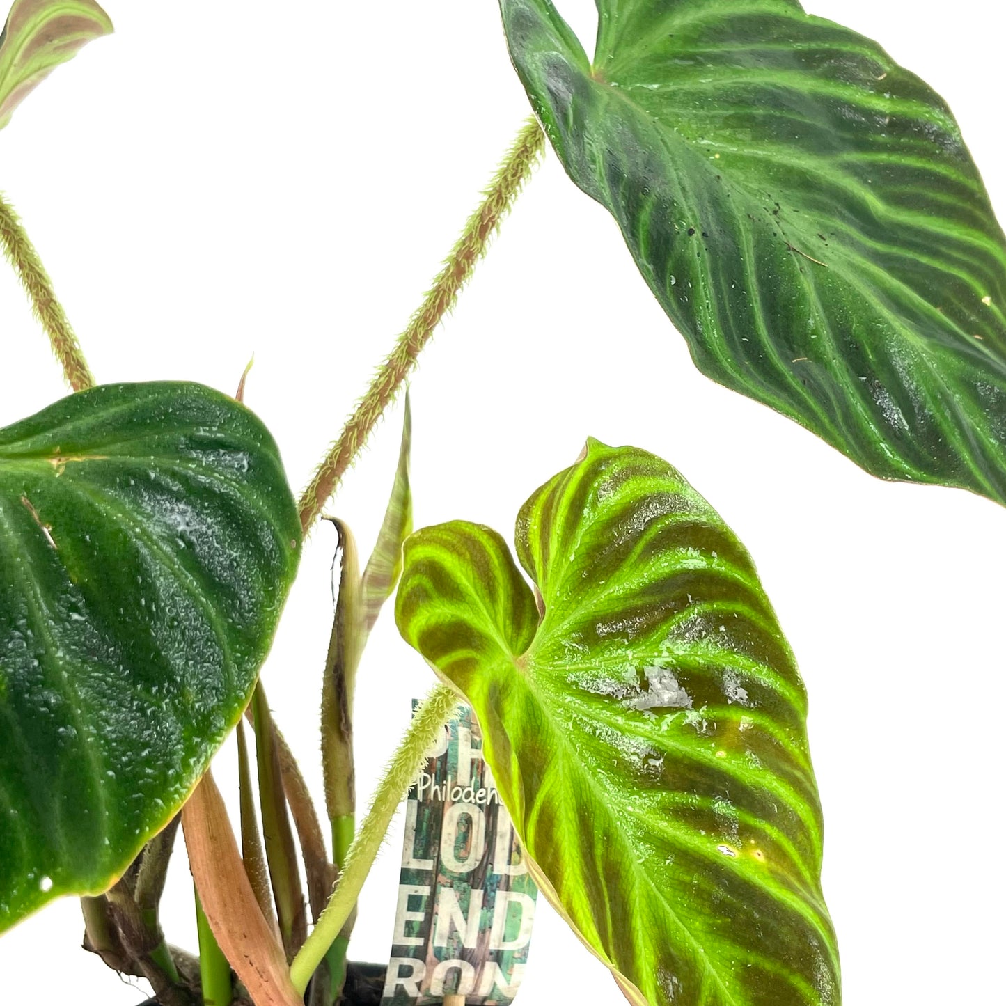 Philodendron verrucosum $20