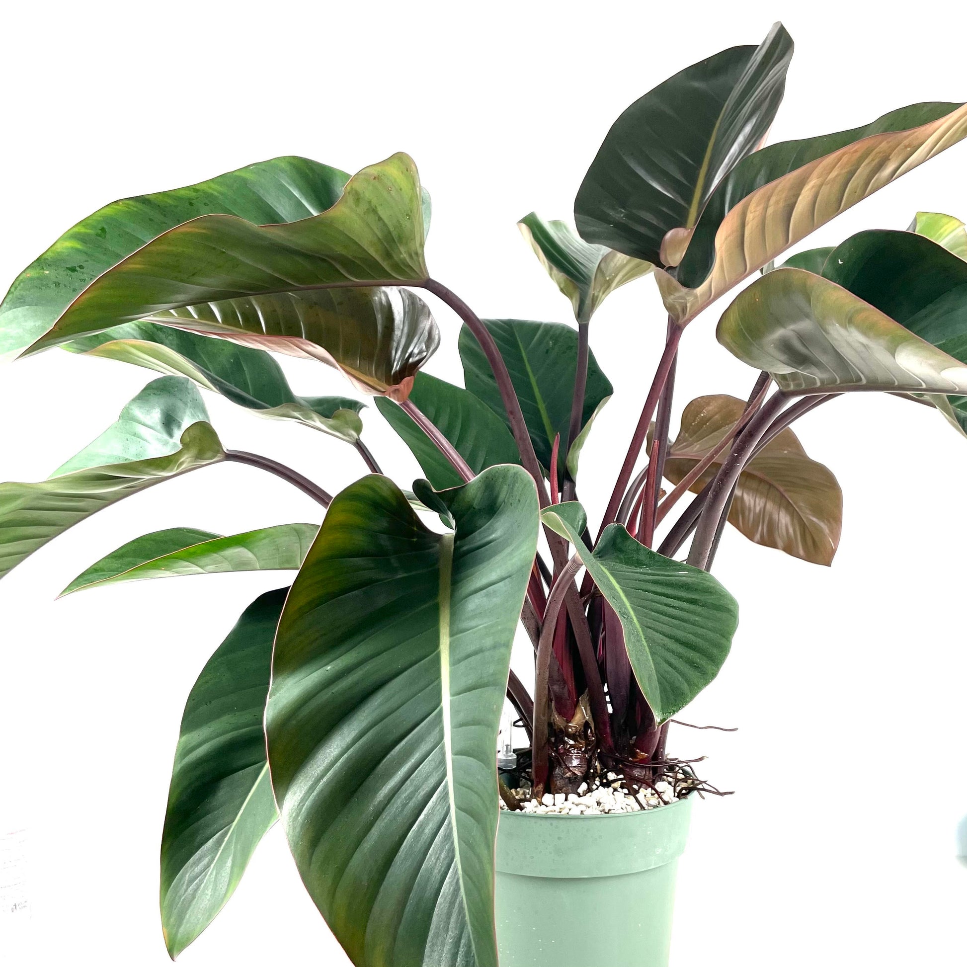 red beauty philodendron Philodendron 'Red Beauty' $280 (1) – Lifestyle@SingSeeSoon By Kava Experiences